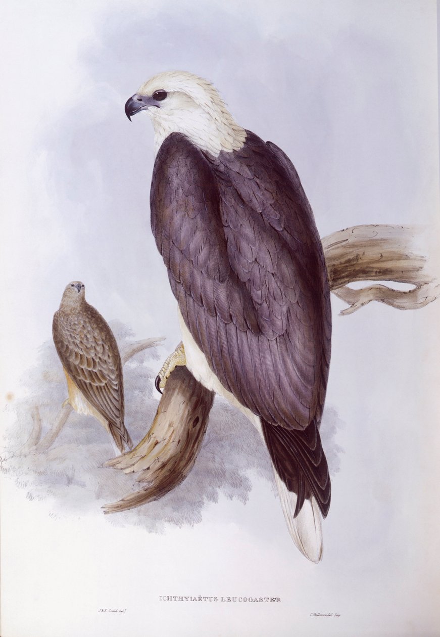 نسر سمكة أبيض البطن (Haliaeetus leucogaster) ، نقش بواسطة جون جولد بواسطة جون جولد