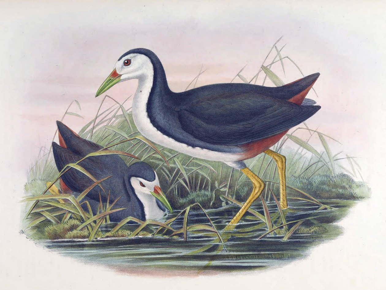 Waterhen Amaurornis phoenicurus ذات الصدر الأبيض (Pennant) بواسطة جون جولد