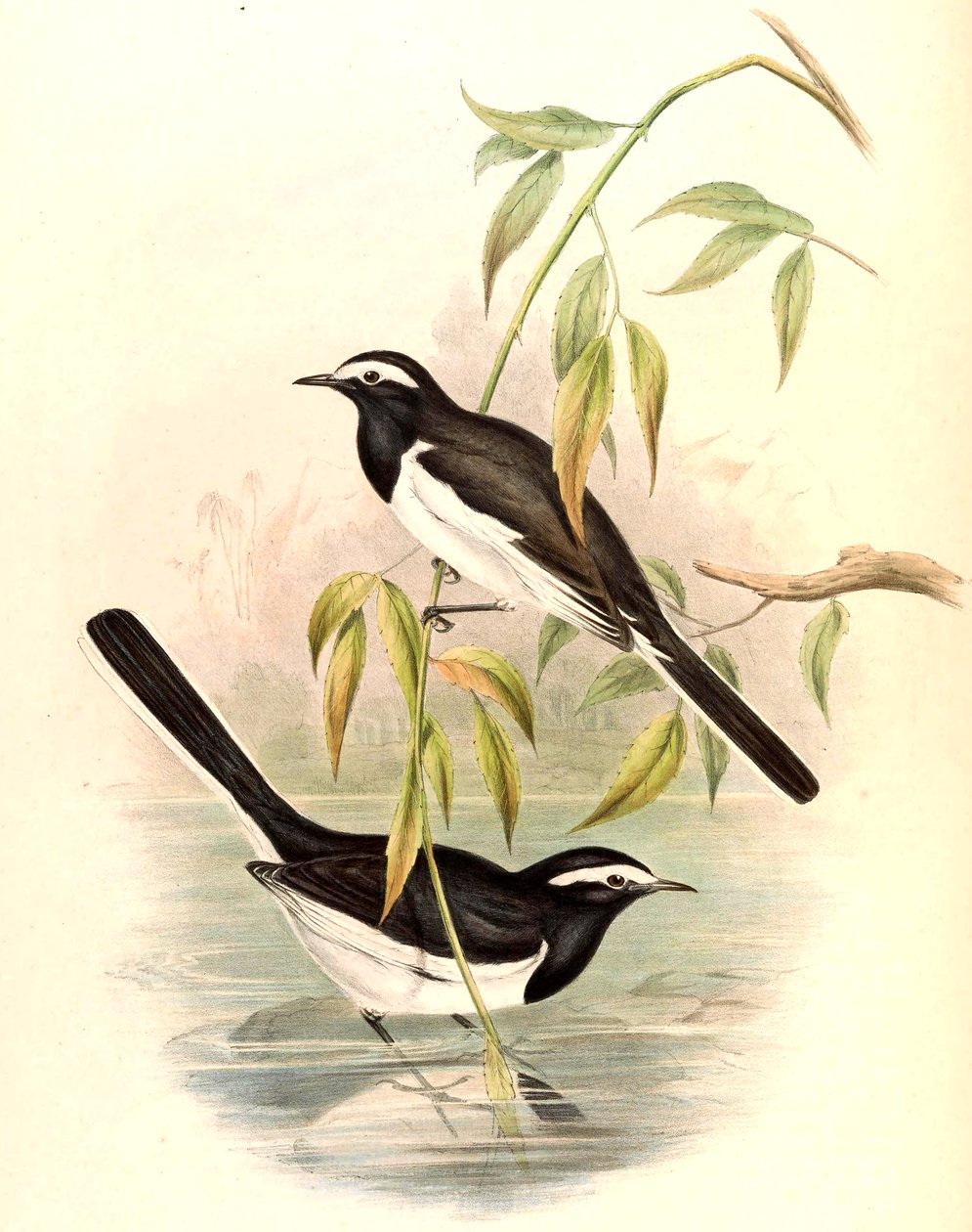 الذعرة البيضاء (الذعرة الكبيرة) Motacilla maderaspatensis Gmelin بواسطة جون جولد