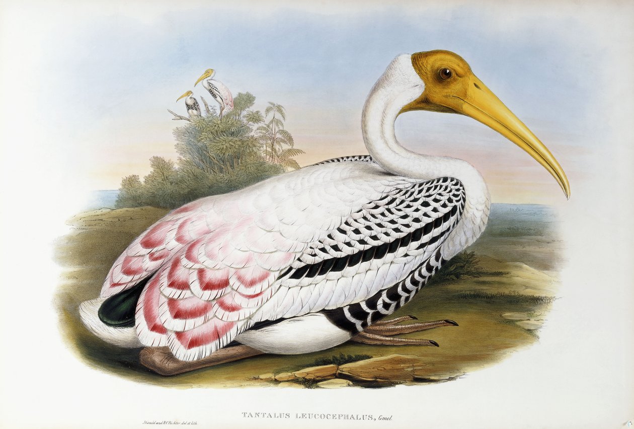 أبو ظبي برأس أبيض ؛ Tantalus Leucocephalus ، c.1850-1873 بواسطة جون جولد