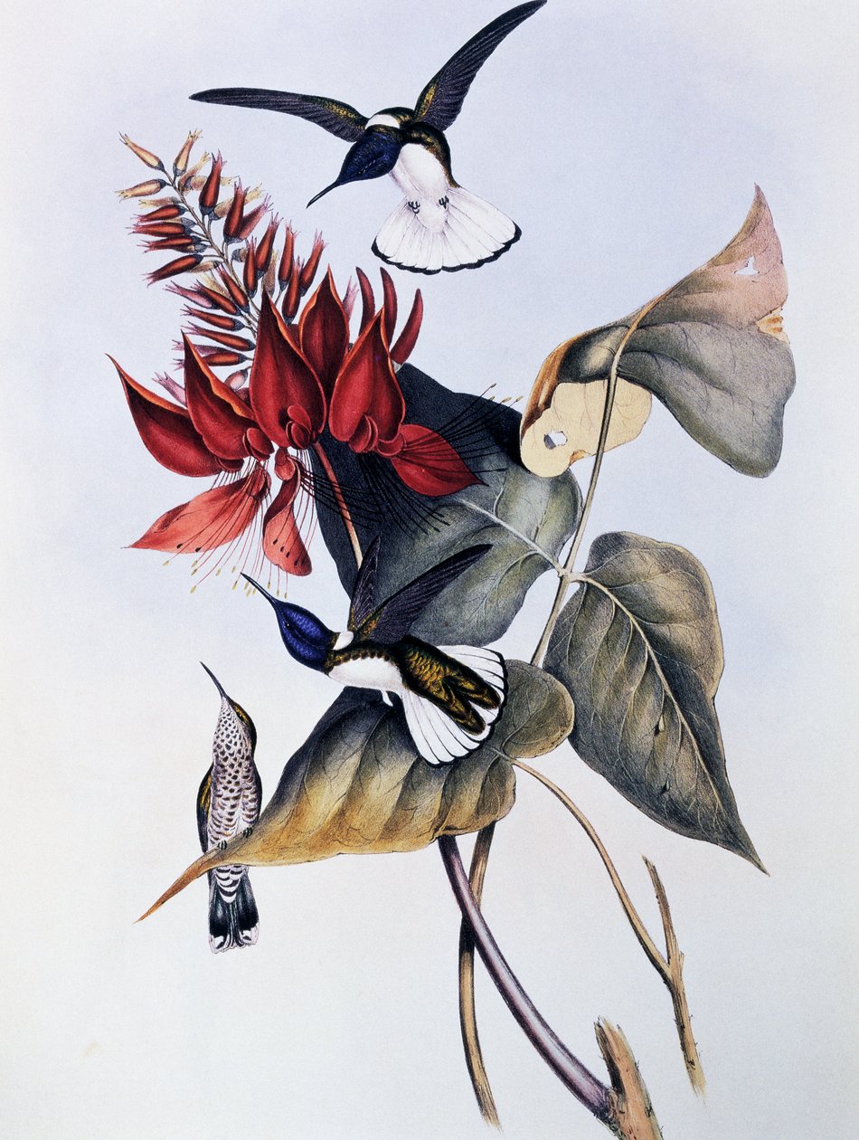 White-necked Jacobin (Florisuga mellivora), engraving from Monograph of Trochilidae or Humming Birds (1849-1861), by John Gould (1804-1881) بواسطة جون جولد