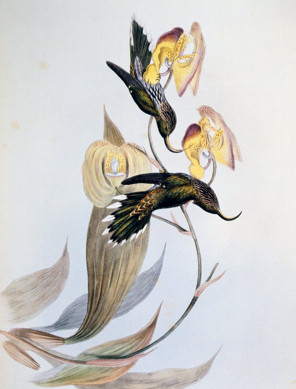 المنجل الأبيض (Eutoxeres aquila) بواسطة جون جولد