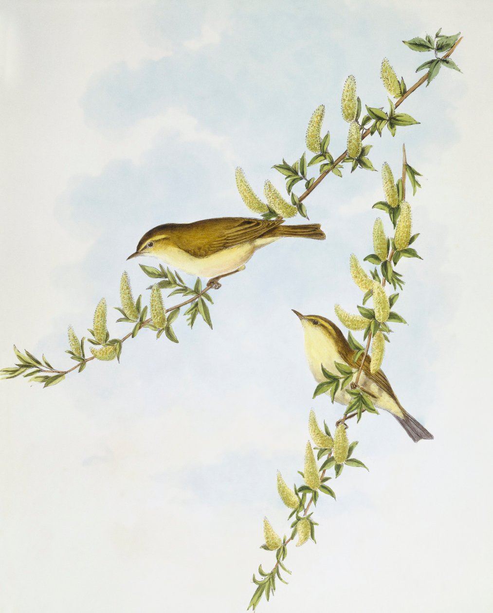 نقش الصفصاف (Phylloscopus trochilus) ، نقش بواسطة جون جولد بواسطة جون جولد
