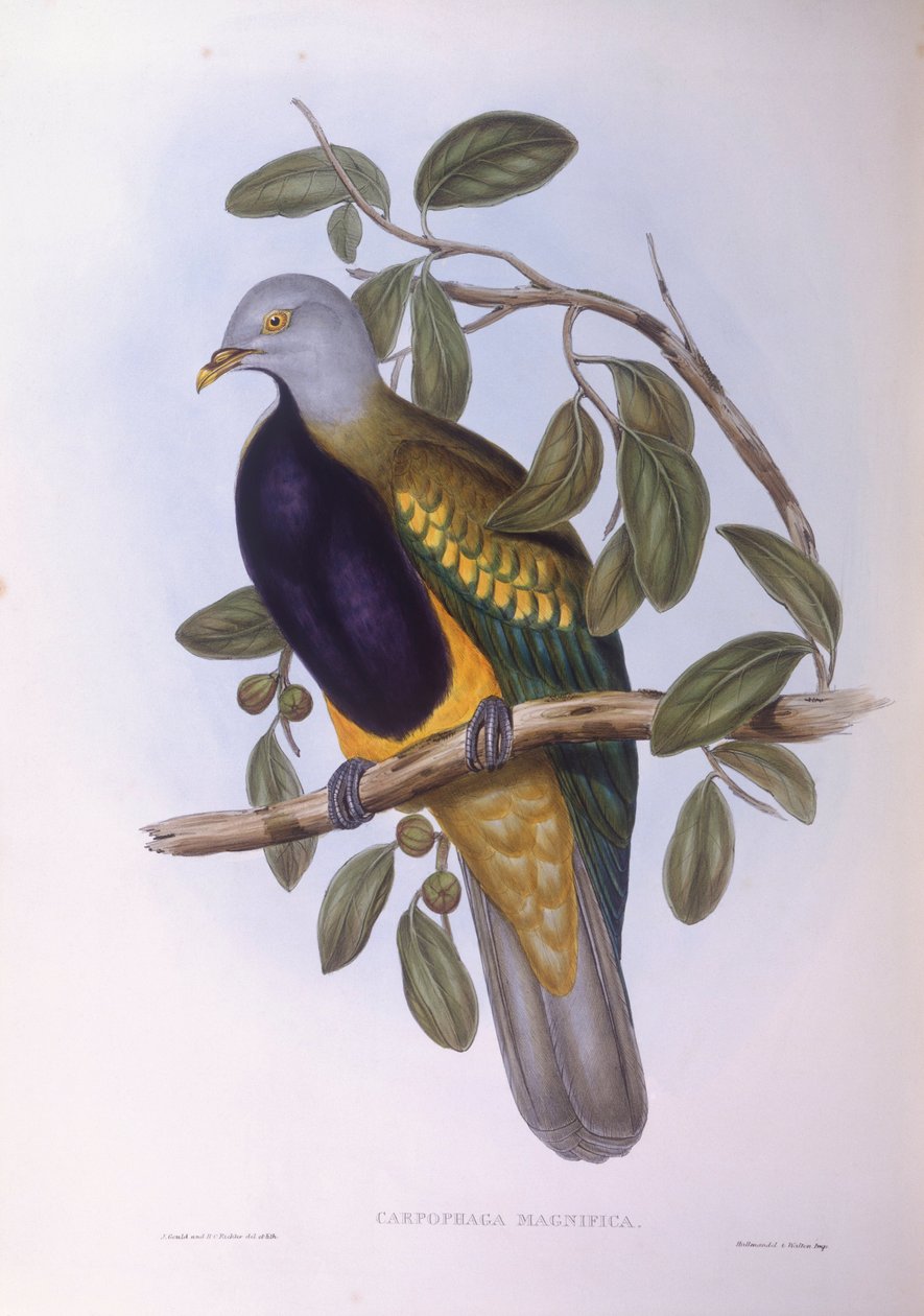 Wompoo Fruit-dove (Ptilinopus magnificus) ، نقش جون جولد بواسطة جون جولد