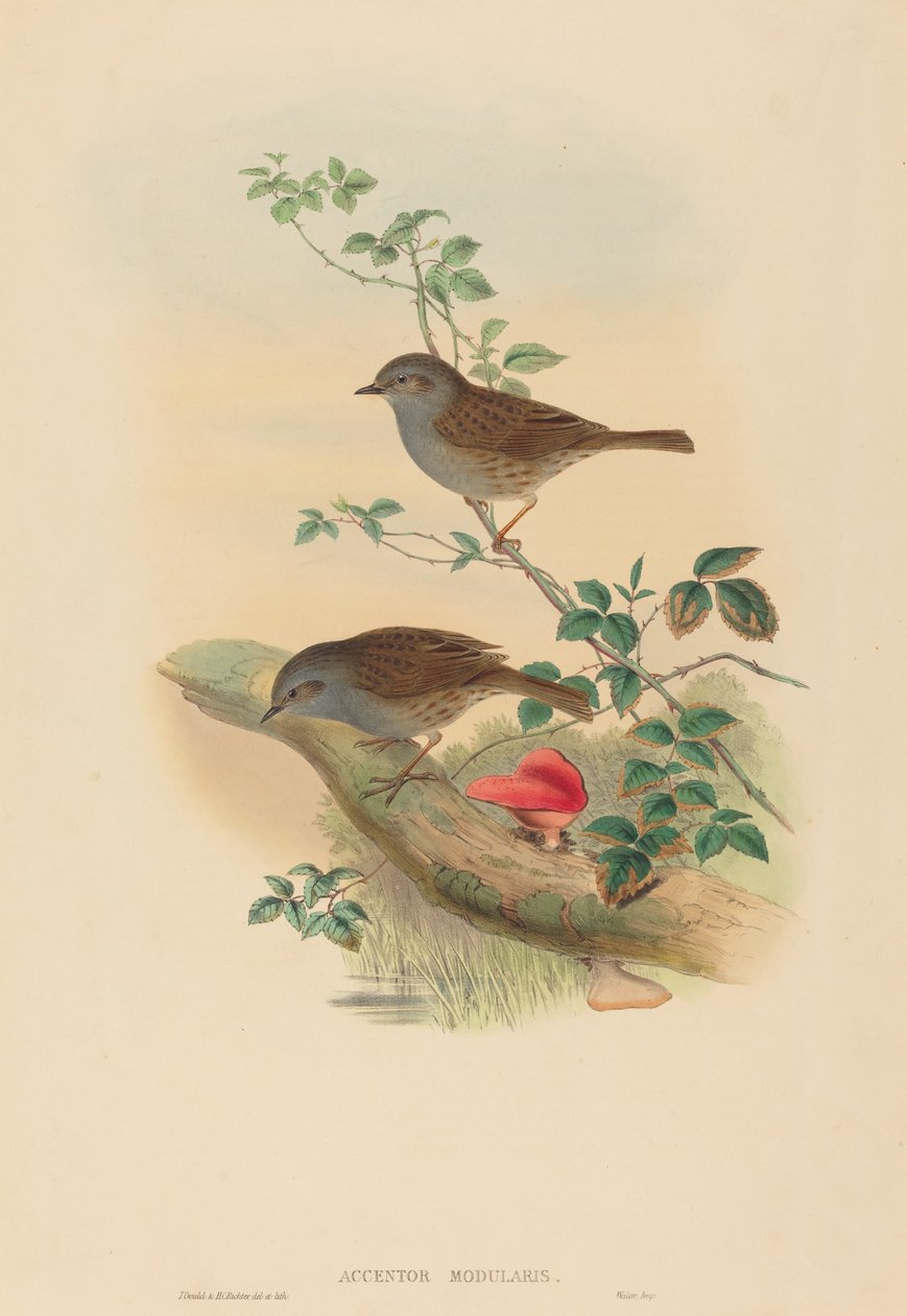 Accentor modularis (Dunnock) بواسطة جون جولد و HC ريختر