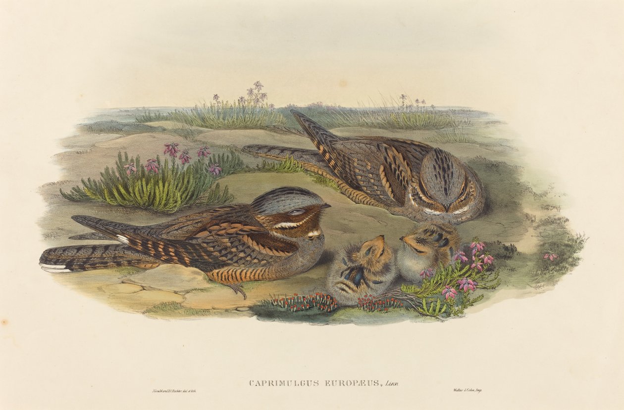 Caprimulgus europaeus (Nightjar) بواسطة جون جولد و HC ريختر