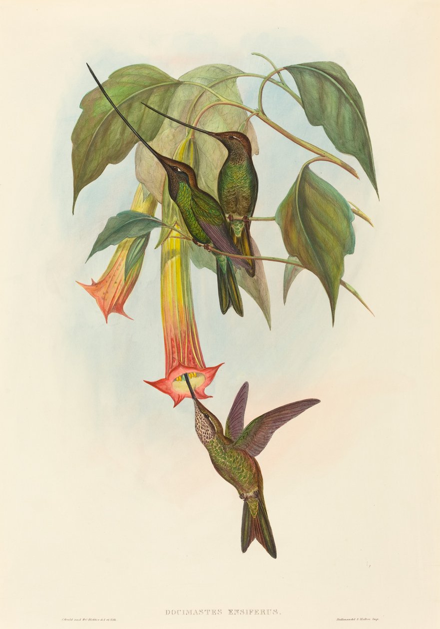 Docimastes ensiferus (الطائر الطنان ذو المنقار السيف) بواسطة جون جولد و HC ريختر