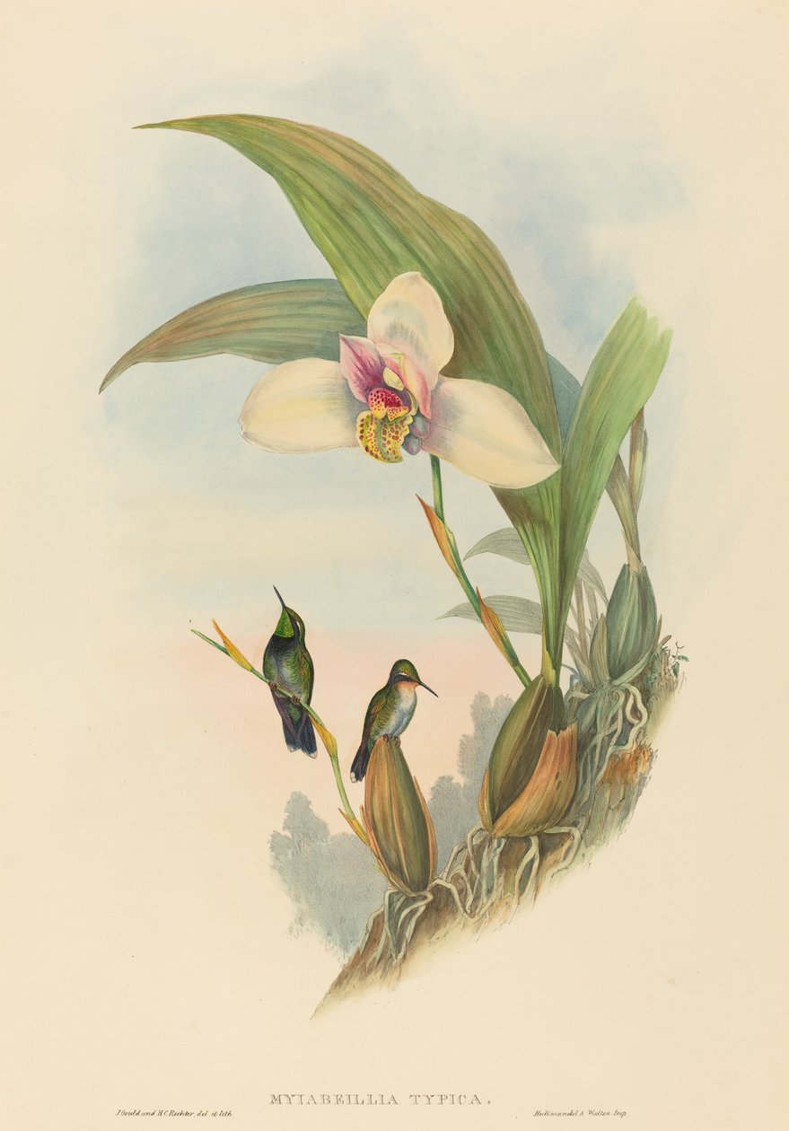 Myiabeillia typica (طائر Abeille's Hummingbird) بواسطة جون جولد و HC ريختر