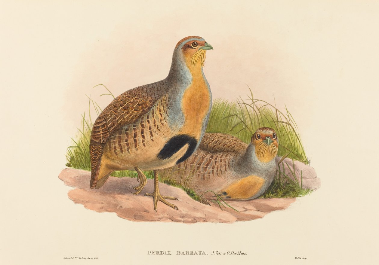 الحجل الملتحي (Daurian Partridge) بواسطة جون جولد و HC ريختر