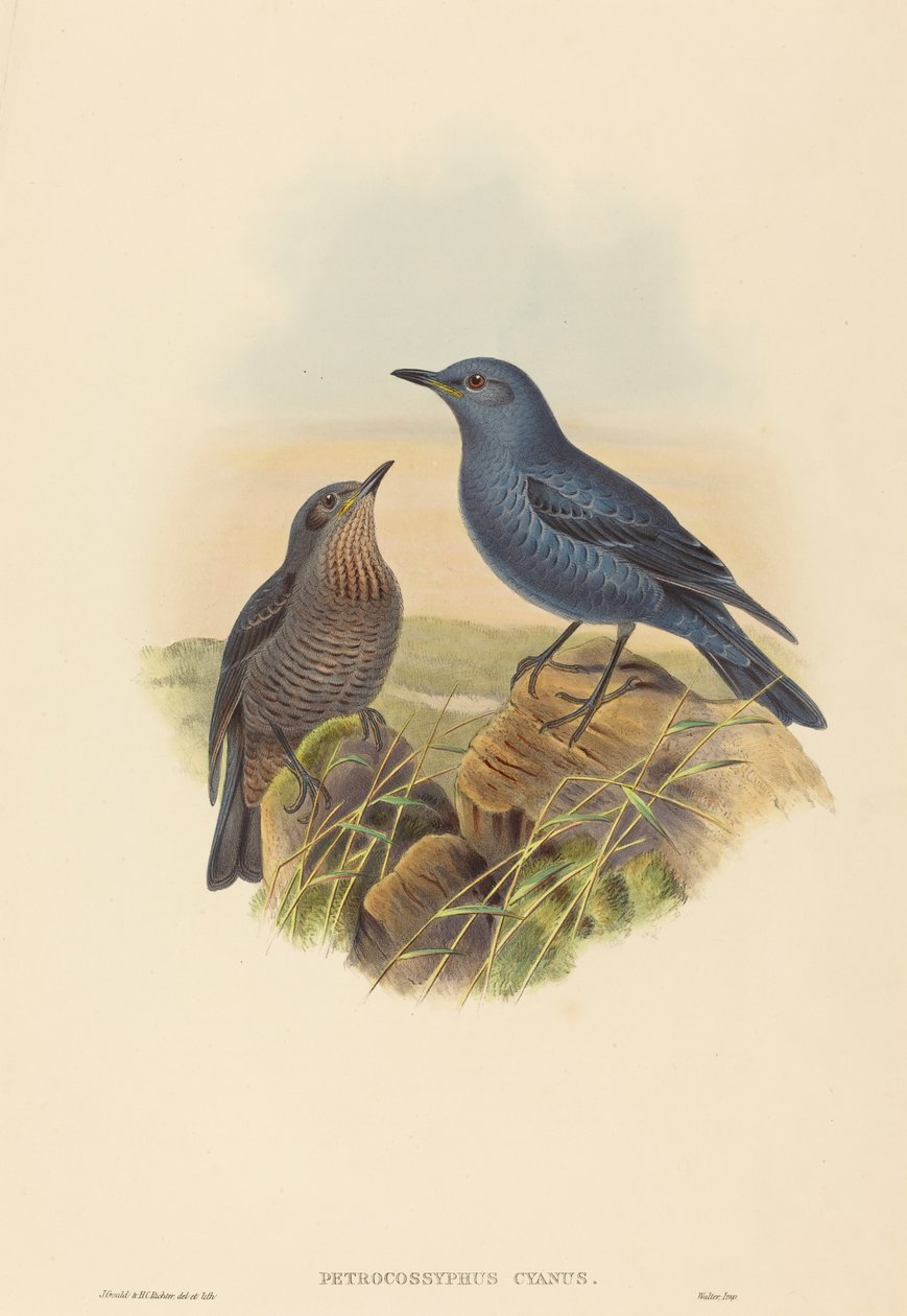 Petrocossyphus cyanus (Blue Rockthrush) بواسطة جون جولد و HC ريختر