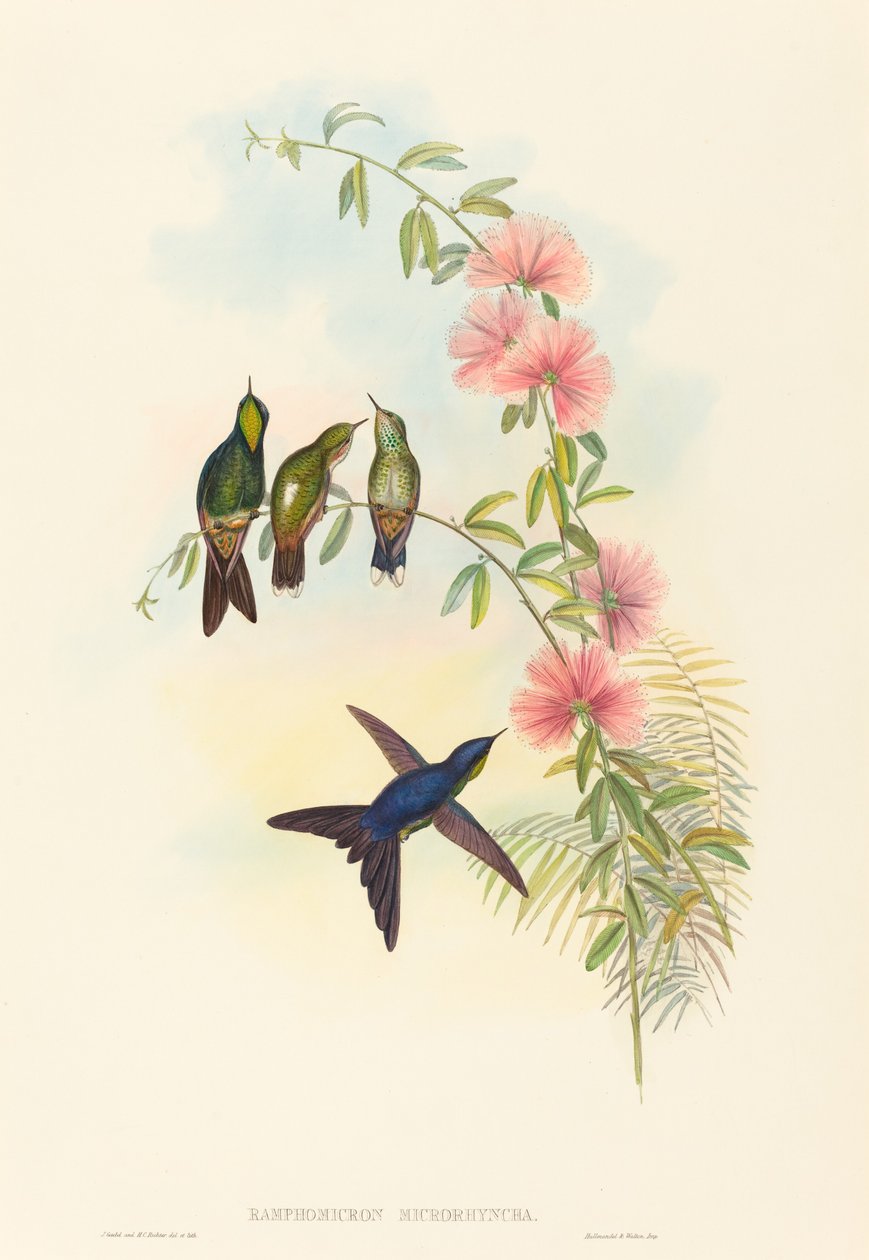 Ramphomicron microrhyncha (Thornbill صغير الفاتورة) بواسطة جون جولد و HC ريختر