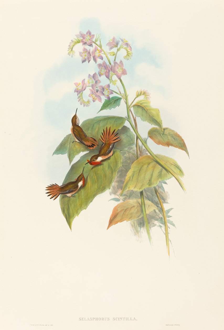 Selashorus scintilla (Scintillant Hummingbird) بواسطة جون جولد و HC ريختر