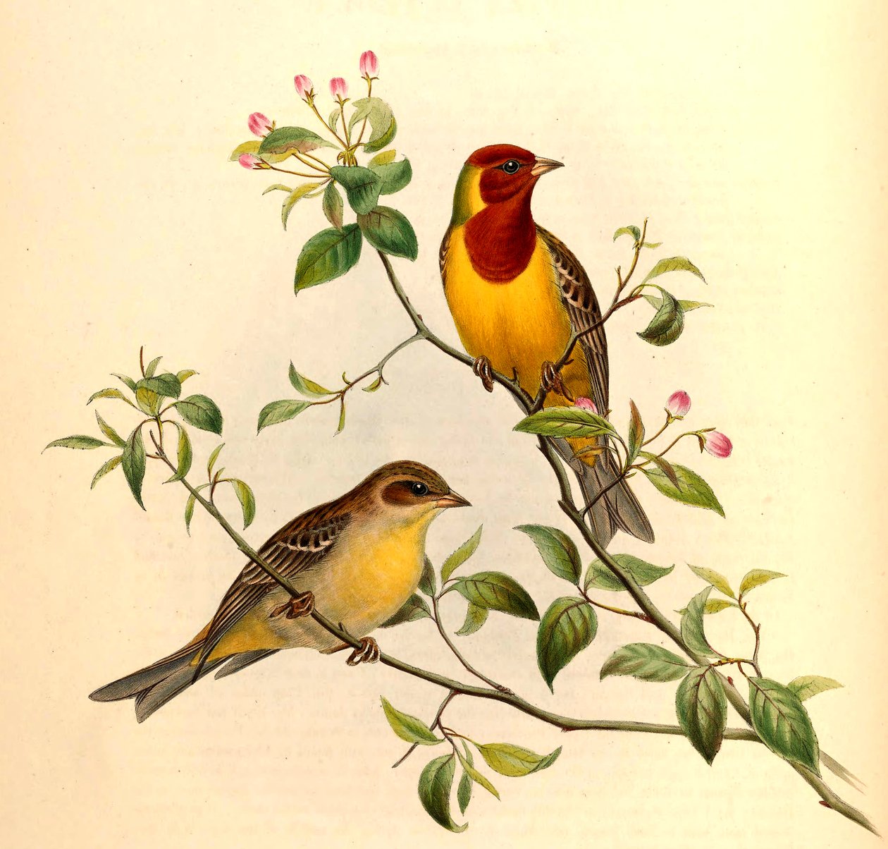 الرايات ذات الرأس الأحمر Emberiza bruniceps Brandt بواسطة جون جولد وهنري سي ريشتر