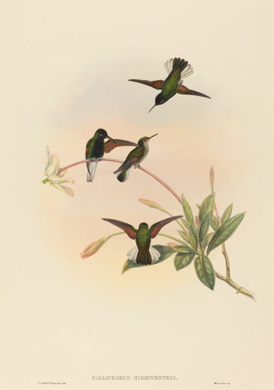 Callipharus nigriventris (الطائر الطنان ذو البطن الأسود) بواسطة جون جولد و دبليو هارت