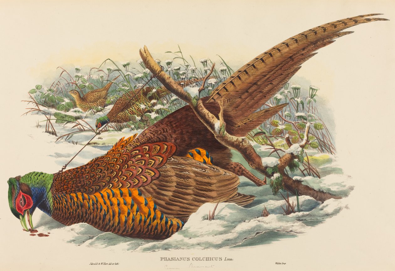 Phasianus colchicus (الدراج ذو العنق الدائري) بواسطة جون جولد و دبليو هارت