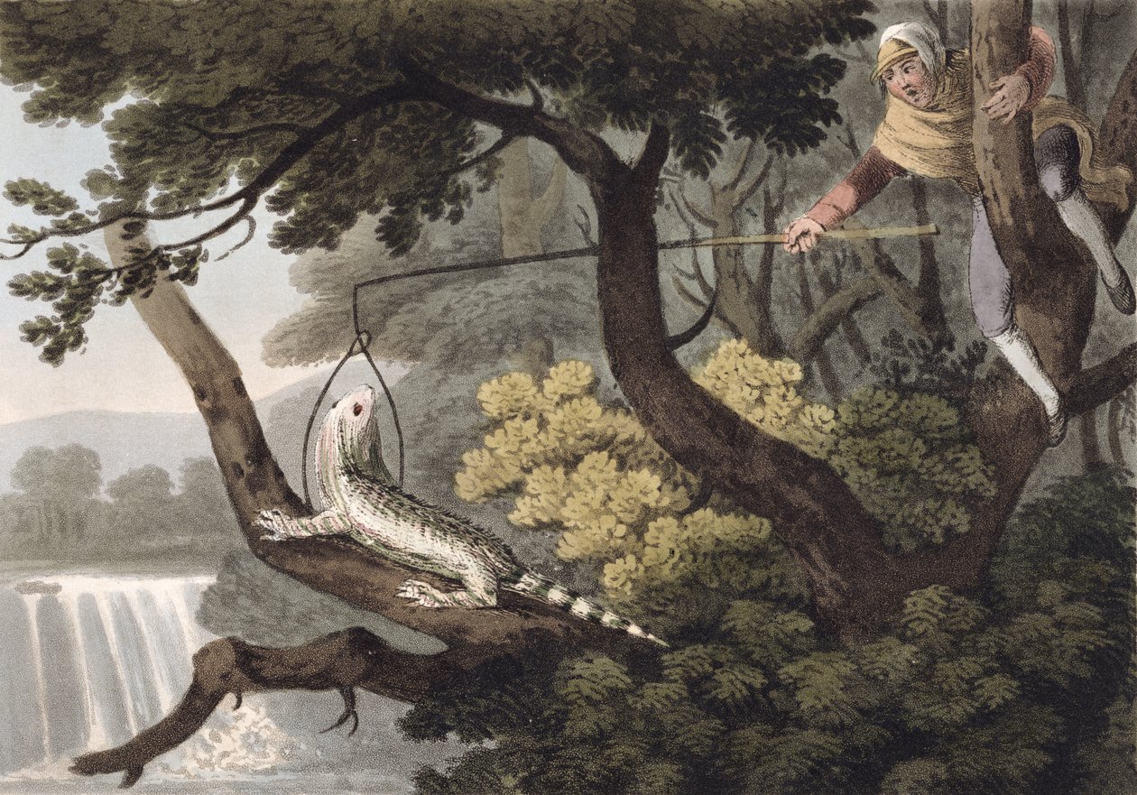 المكسيكي السحلية الماسك ، منقوش من قبل ماثيو دوبورج (fl.1785-1820) ، نشره إدوارد أورم ، 1813 بواسطة جون هيفيسايد كلارك