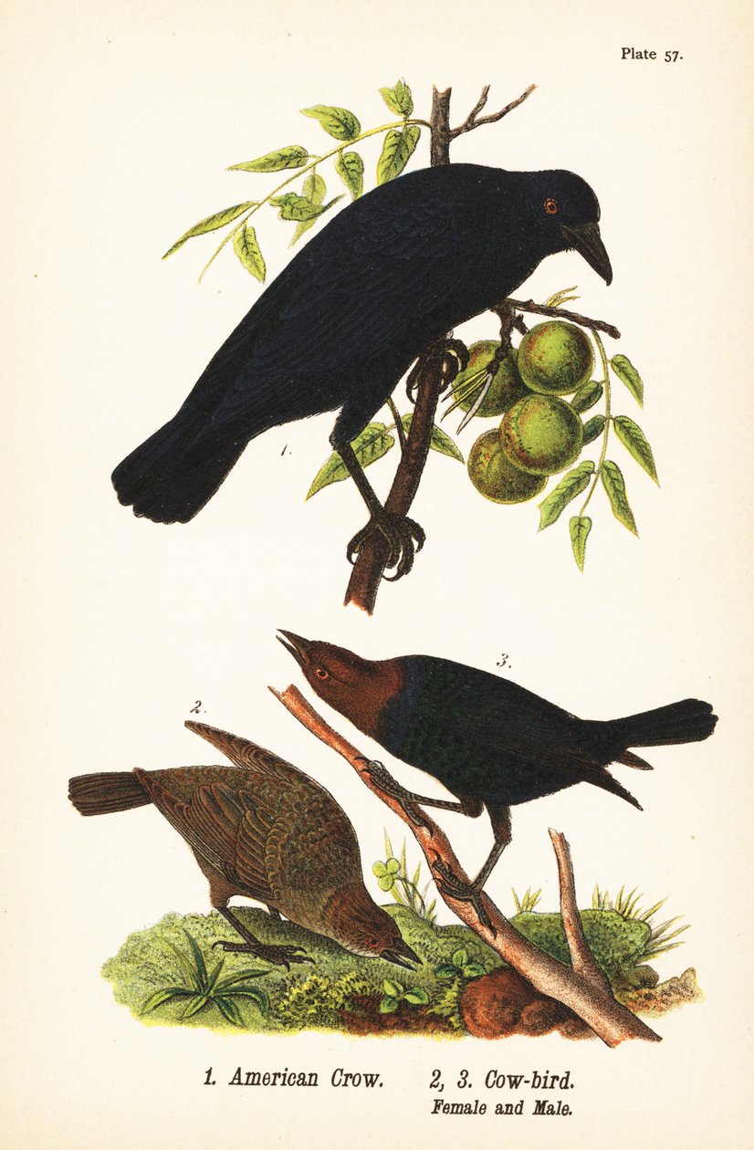 الغراب الأمريكي ، Corvus brachyrhynchos 1 ، وطيور البقر بنية الرأس ، Molothrus ater ، أنثى 2 ، ذكر 3 بواسطة جون جيمس (بعد) أودوبون