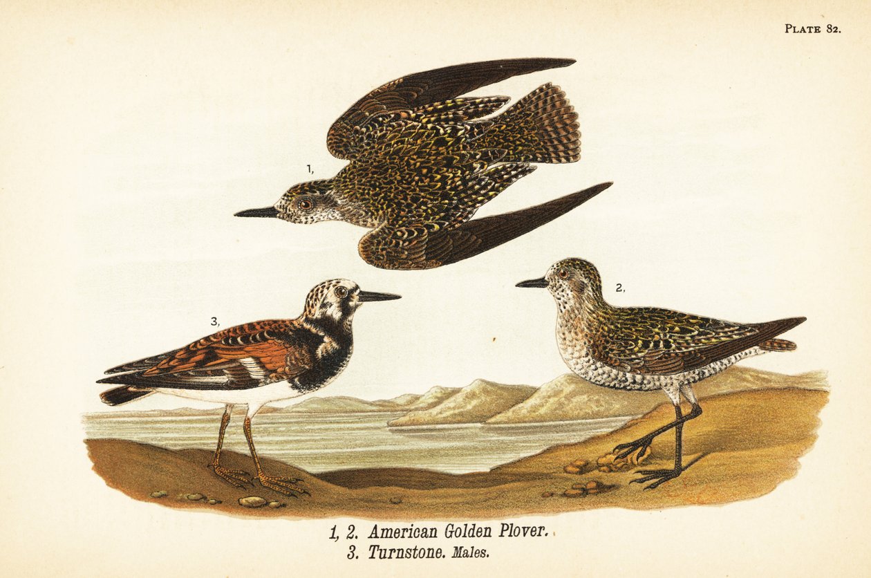 الزقزاق الذهبي الأمريكي ، Pluvialis Dominica 1،2 ، و ruddy Turnstone ، Arenaria يفسر Turnstone 3 بواسطة جون جيمس (بعد) أودوبون
