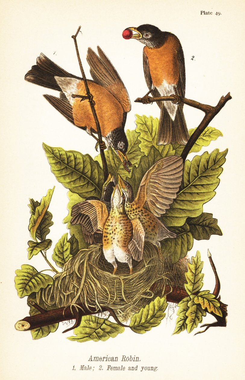 روبن أمريكي ، Turdus migratorius ، ذكر 1 ، أنثى 2 وصغار في العش بواسطة جون جيمس (بعد) أودوبون