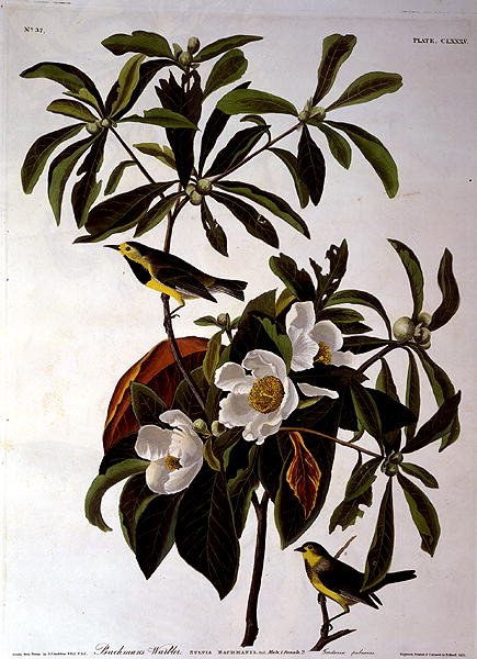 لعبة Bachman's Warbler ، من "Birds of America" ، نقشها روبرت هافيل (1793-1878) 1833 (نقش ملون) بواسطة جون جيمس (بعد) أودوبون