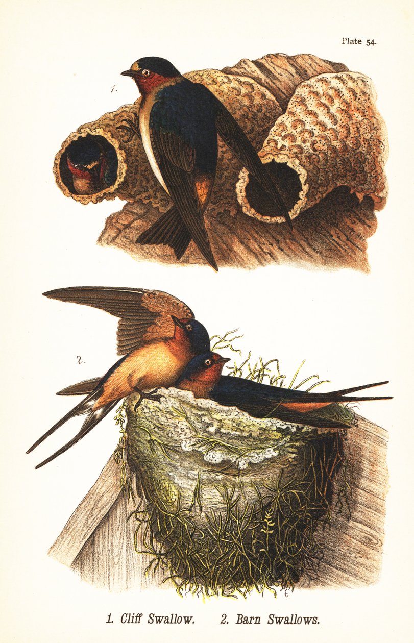 Cliff swallow, Petrochelidon pyrrhonota 1, and barn swallow, Hirundo rustica 2 بواسطة جون جيمس (بعد) أودوبون