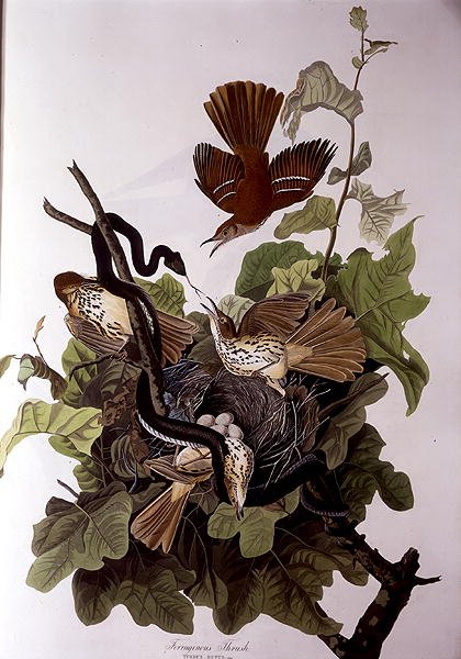 حديدي القلاع ، من "طيور أمريكا" ، نقش بواسطة روبرت هافيل (1793-1878) (نقش ملون) بواسطة جون جيمس (بعد) أودوبون