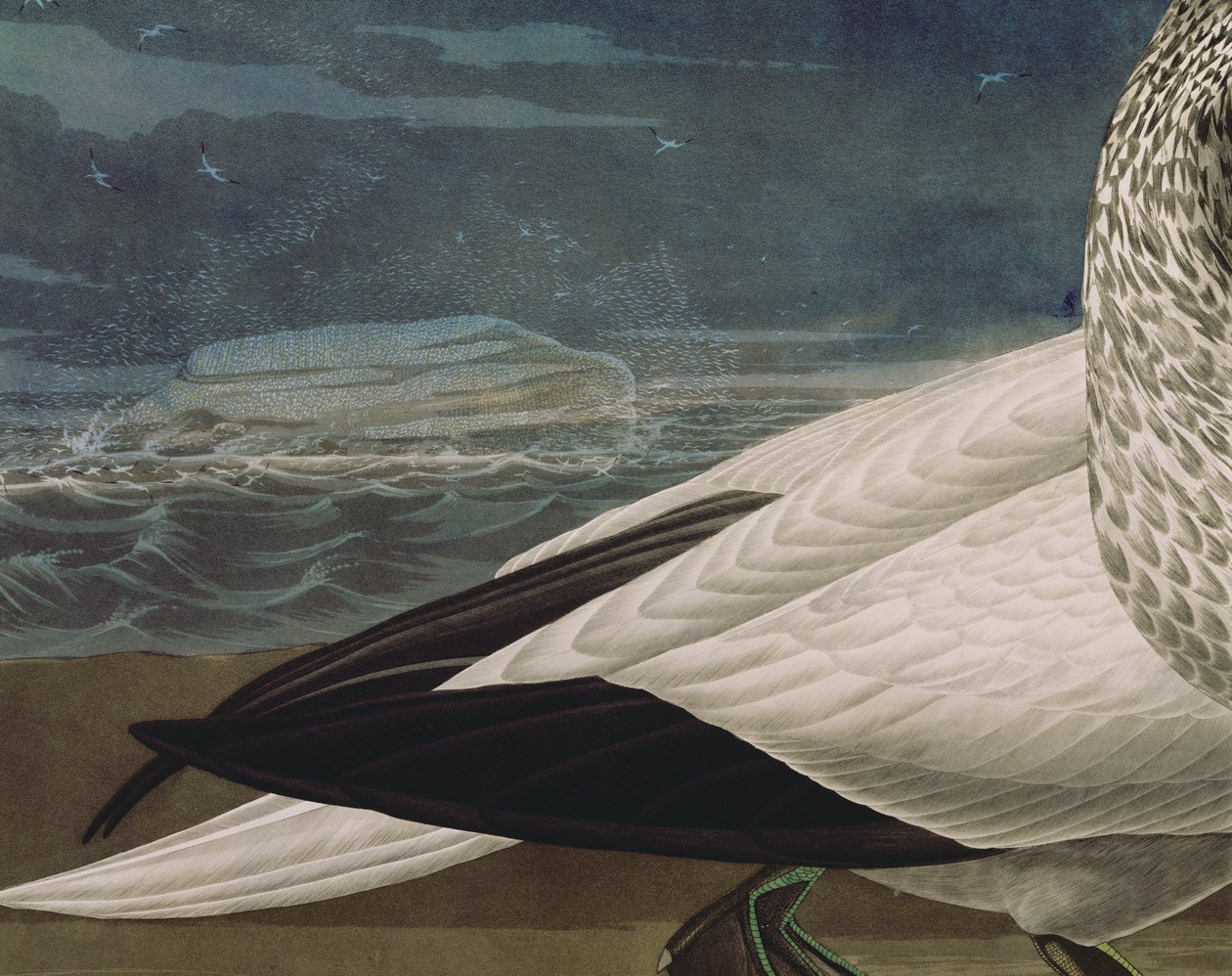 الأطيش ، من "طيور أمريكا" ، نقشها روبرت هافيل (1793-1878) نُشرت عام 1836 (نقش ملون) (تفاصيل 195118) بواسطة جون جيمس (بعد) أودوبون