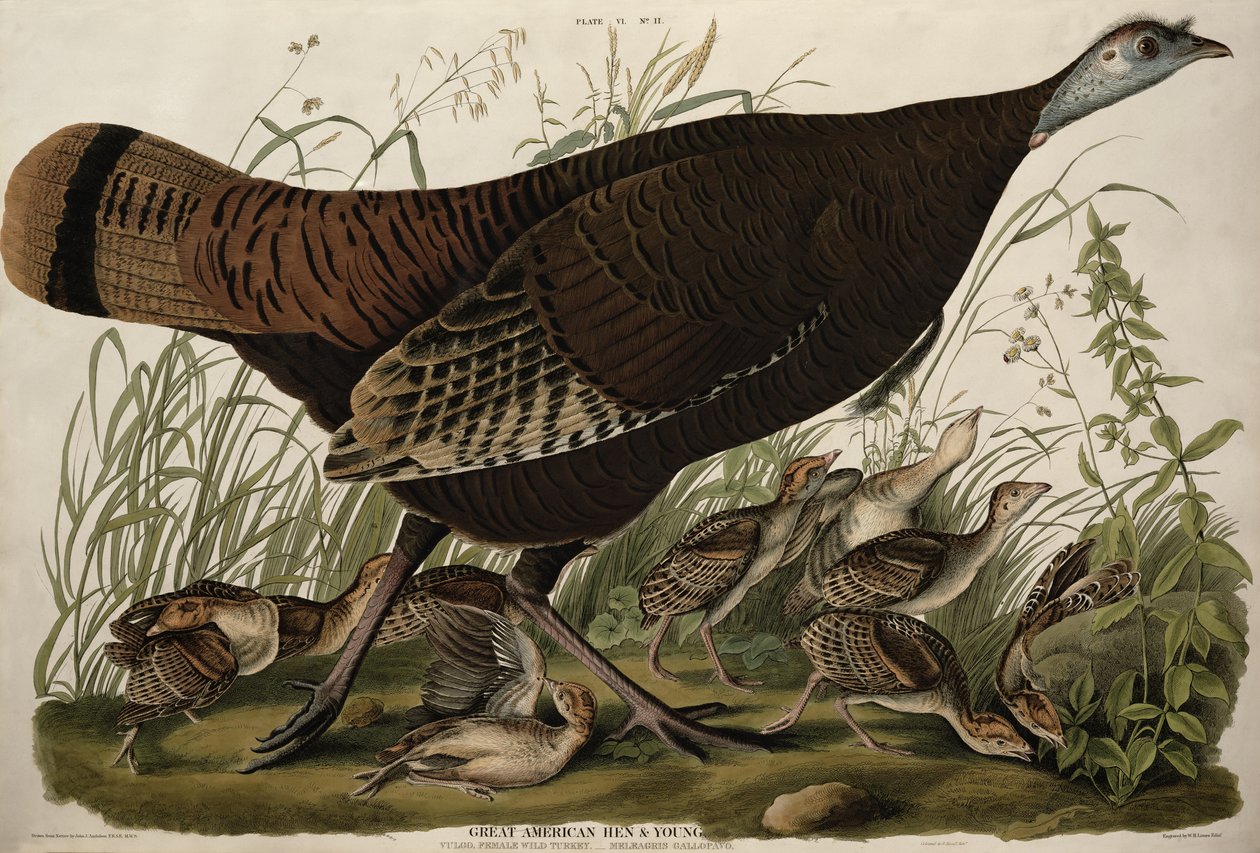 Great American Hen and Young, from 