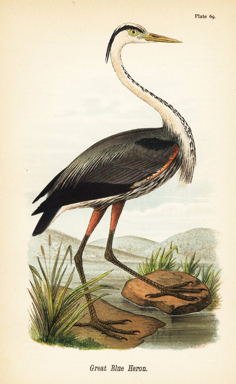 مالك الحزين الأزرق العظيم ، Ardea herodias بواسطة جون جيمس (بعد) أودوبون