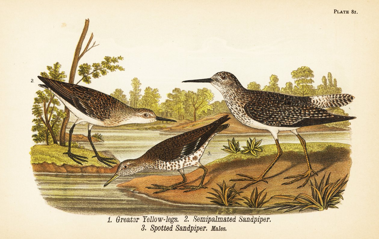 أرجل صفراء أكبر ، Tringa melanoleuca 1 ، الرمل شبه المبلل ، Calidris pusilla 2 ، والرقص الرمل المرقط ، Actitis macularius 3 بواسطة جون جيمس (بعد) أودوبون