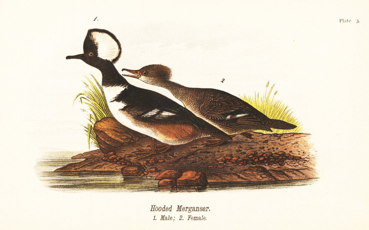 Merganser مقنع ، Lophodytes cucullatus ، ذكر 1 ، أنثى 2 بواسطة جون جيمس (بعد) أودوبون