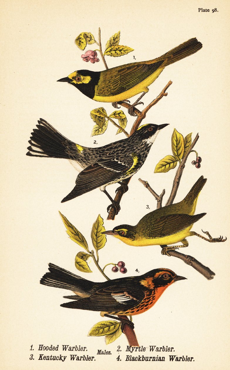 الدخلة ذات غطاء الرأس ، Setophaga citrina 1 ، الدخلة ذات الردف الأصفر ، Setophaga corata 2 ، Kentucky warbler ، Geothlypis formosa 3 و Blackburnian warbler ، Setophaga fusca 4 بواسطة جون جيمس (بعد) أودوبون