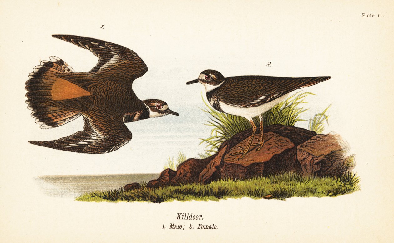 كيلدير ، Charadrius vociferus ، ذكر 1 ، أنثى 2 بواسطة جون جيمس (بعد) أودوبون