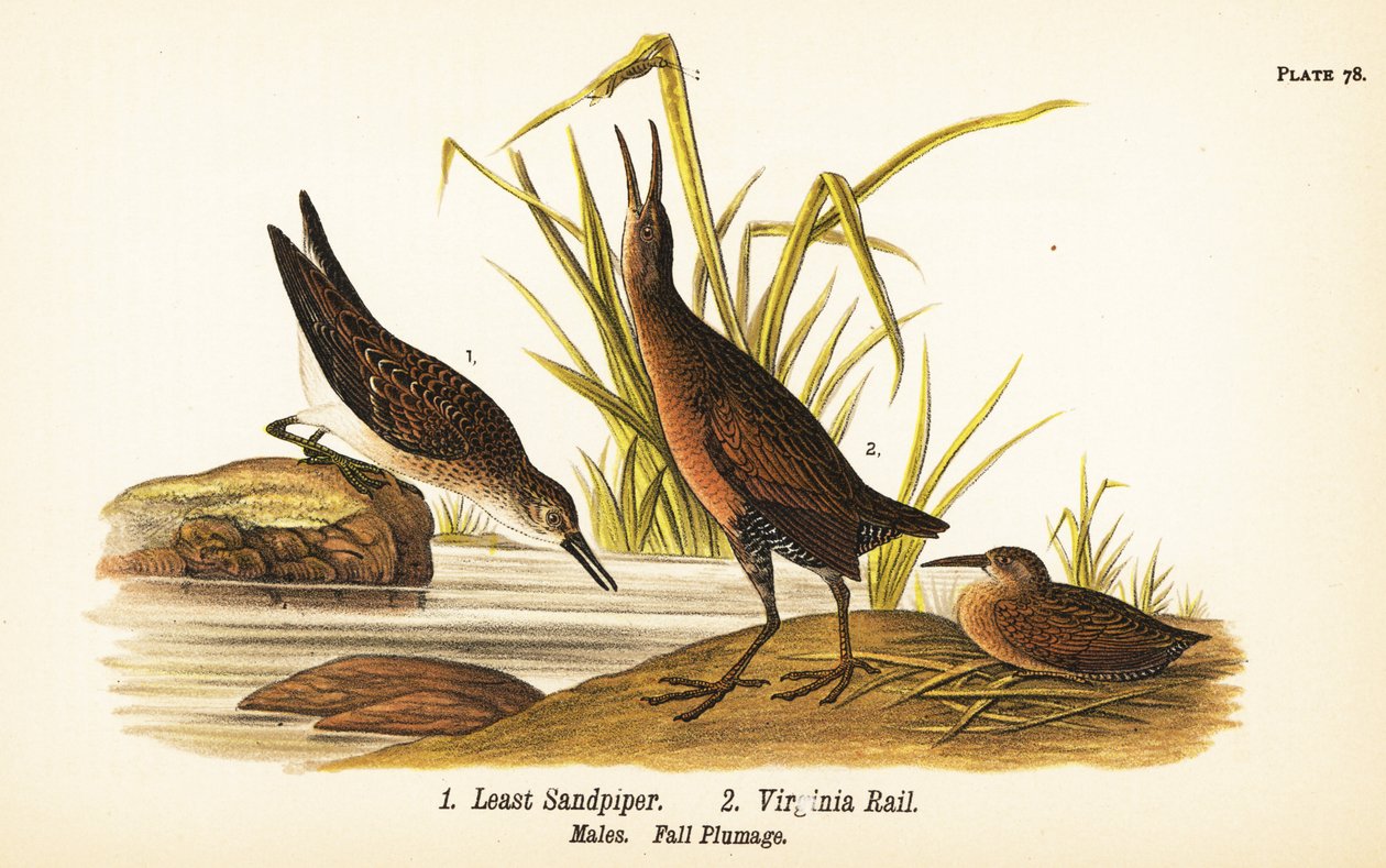 Least sandpiper، Calidris minutilla 1 and Virginia rail، Rallus limicola 2 بواسطة جون جيمس (بعد) أودوبون