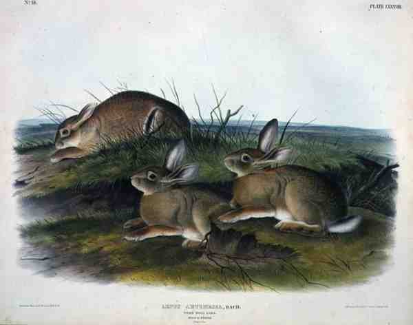 Lepus Artemesia (أرنب الخشب الدودي) ، اللوحة 88 من "Quadrupeds of North America" ، نقشها John T. Bowen (1801-c.1856) بواسطة جون جيمس (بعد) أودوبون