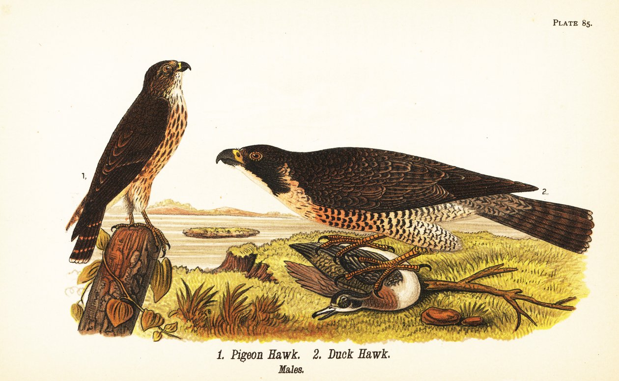 ميرلين ، Falco columbarius 1 ، وصقر الشاهين مع البط ، Falco peregrinus 2 بواسطة جون جيمس (بعد) أودوبون