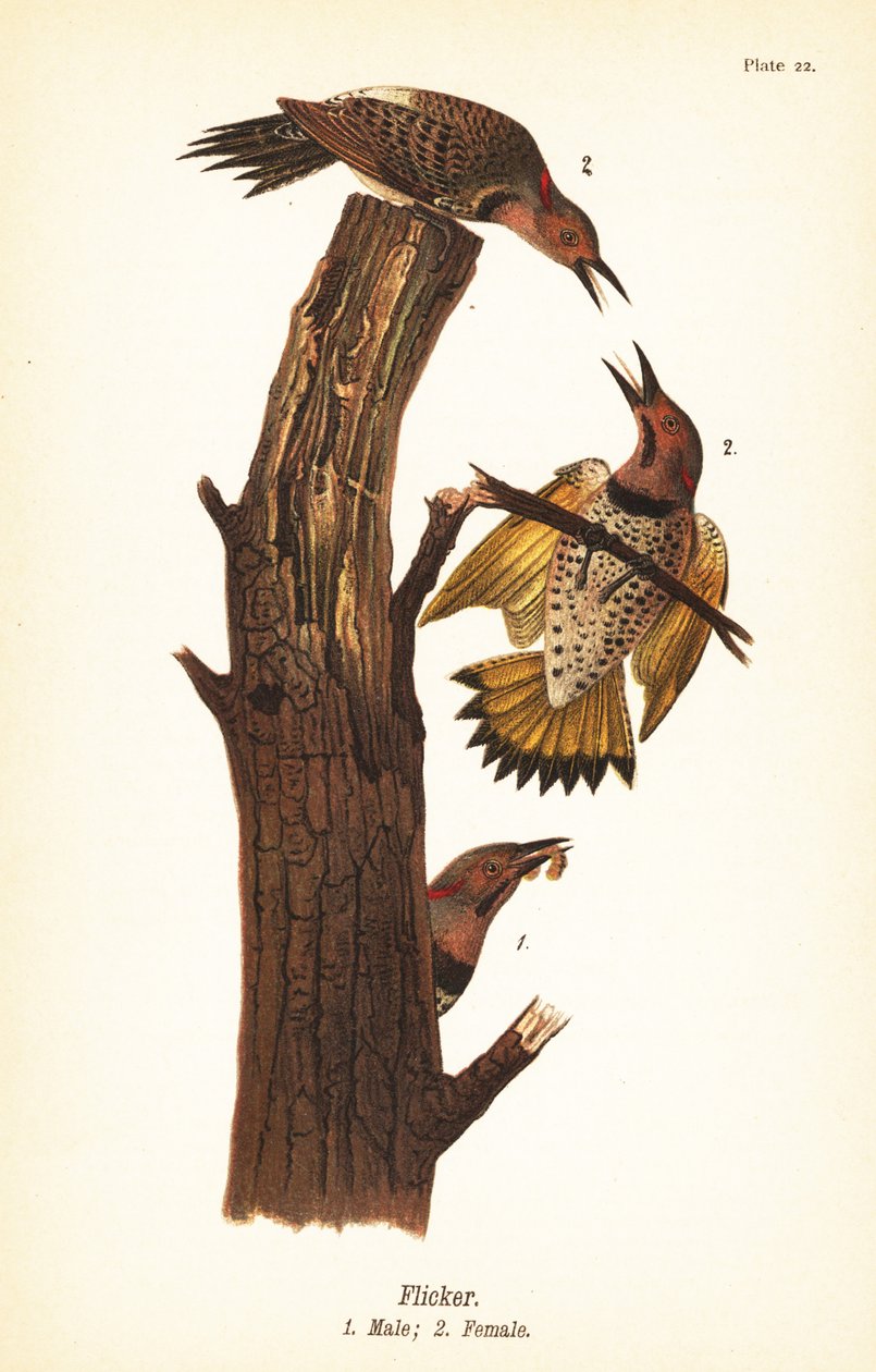 وميض شمالي ، Colaptes auratus بواسطة جون جيمس (بعد) أودوبون