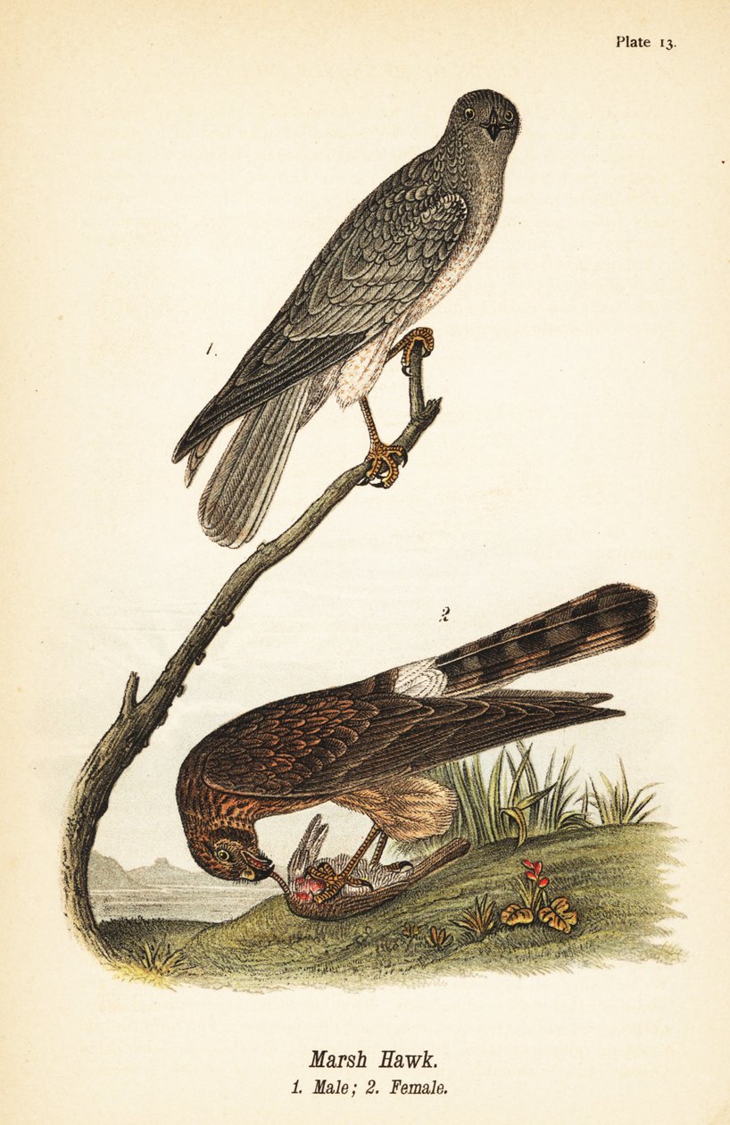 Northern harrier, Circus hudsonius بواسطة جون جيمس (بعد) أودوبون