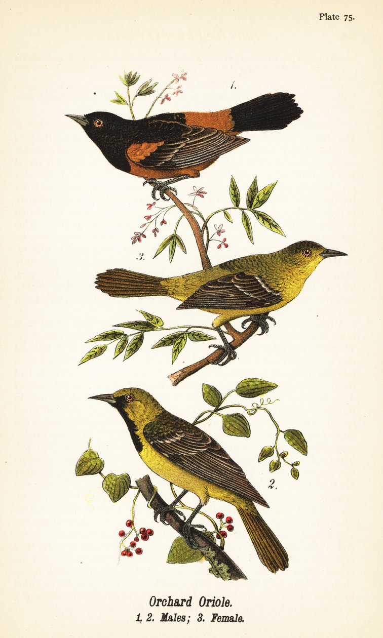 Orchard oriole ، Icterus spurius ، ذكور 1 ، 2 ، إناث 3 بواسطة جون جيمس (بعد) أودوبون
