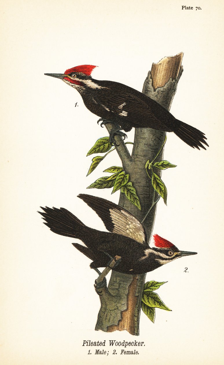 نقار الخشب المطبوخ ، Dryocopus Pileatus ، ذكر 1 ، أنثى 2 بواسطة جون جيمس (بعد) أودوبون