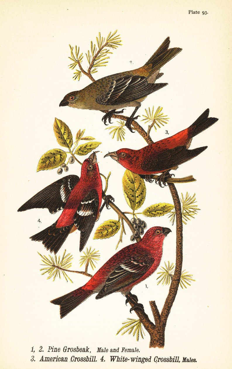 الصنوبر grosbeak ، Pinicola enucleator ، ذكر 1 ، أنثى 2 ، American crossbill أو red crossbill ، Loxia Curvirostra 3 ، عارض أبيض الجناحين ، Loxia leucoptera 4 ، ذكور بواسطة جون جيمس (بعد) أودوبون