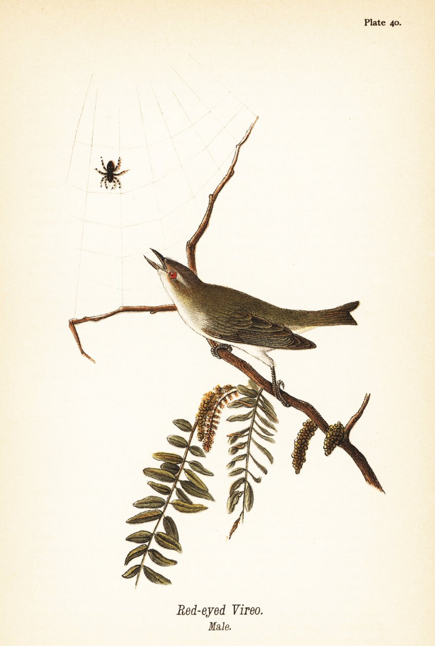 vireo أحمر العينين ، Vireo olivaceus ، ذكر بواسطة جون جيمس (بعد) أودوبون