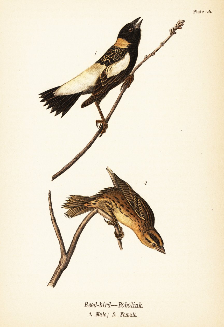 طائر القصب أو bobolink ، Dolichonyx oryzivorus ، ذكر 1 ، أنثى 2 بواسطة جون جيمس (بعد) أودوبون