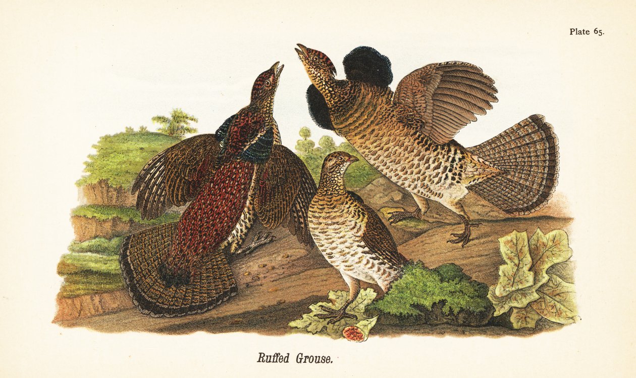 طيهوج منزعج ، Bonasa umbellus بواسطة جون جيمس (بعد) أودوبون