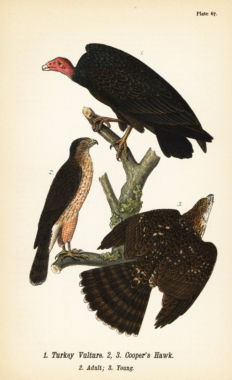 نسر تركيا ، Cathartes aura 1 ، Cooper’s hawk ، Accipiter Coopii ، بالغ 2 ، شاب 3 بواسطة جون جيمس (بعد) أودوبون