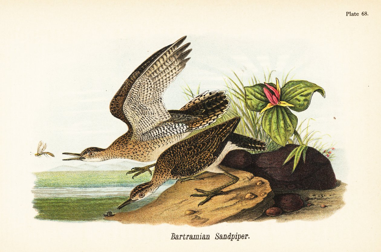 الرمل المرتفع ، Bartramia longicauda بواسطة جون جيمس (بعد) أودوبون