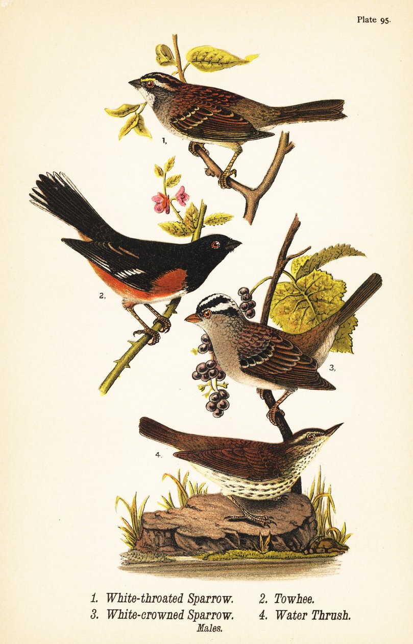 العصفور ذو الحلق الأبيض ، Zonotrichia albicollis 1 ، التوه الشرقي ، Pipilo erythrophthalmus 2 ، العصفور ذو التاج الأبيض ، Zonotrichia leucophrys 3 ، و Waterthrush الشمالي ، Parkesia noveboracensis 4 بواسطة جون جيمس (بعد) أودوبون