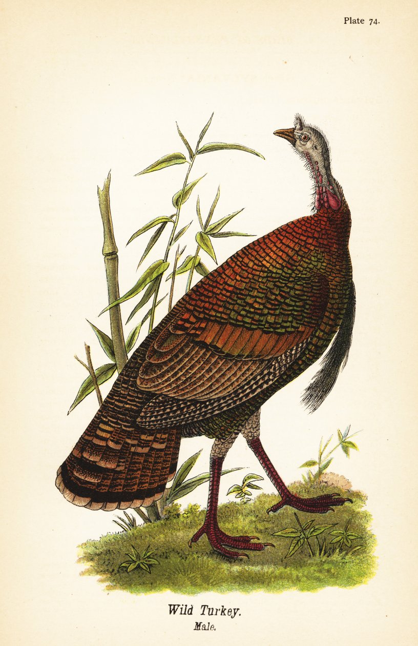 الديك الرومي البري ، Meleagris gallopavo ، ذكر بواسطة جون جيمس (بعد) أودوبون