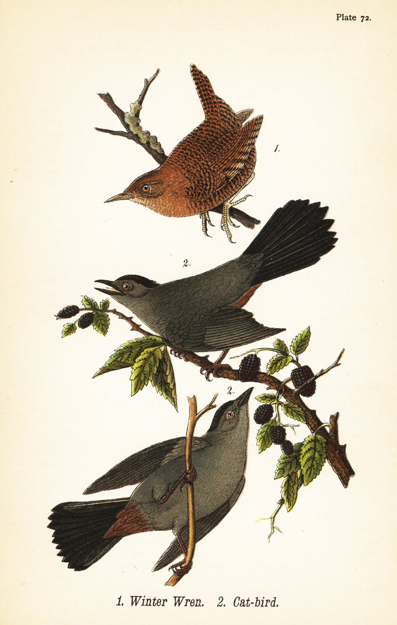 نمنمة الشتاء ، Troglodytes hiemalis 1 ، والطائر الرمادي ، Dumetella carolinensis cat-bird 2 بواسطة جون جيمس (بعد) أودوبون