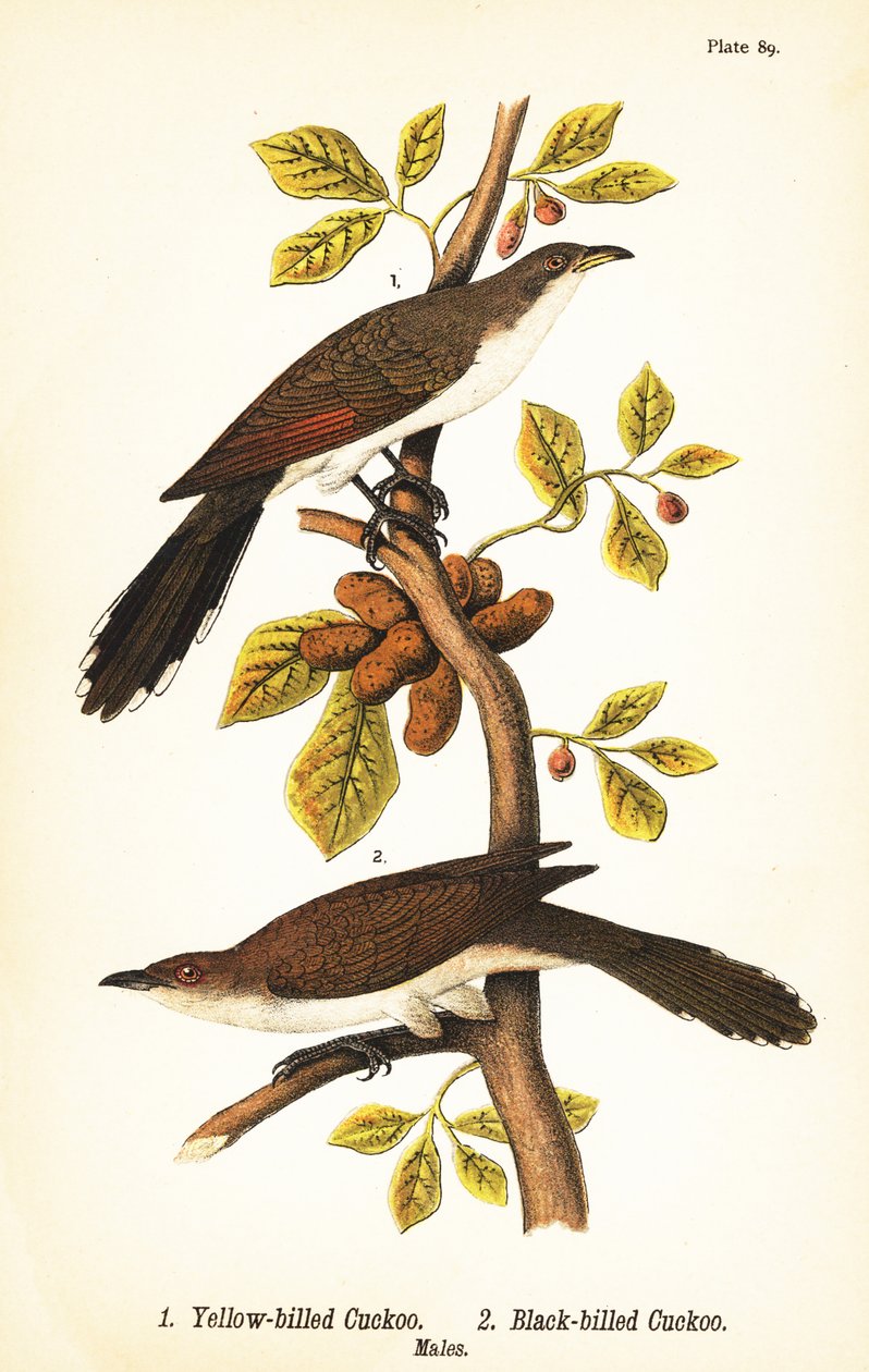 الوقواق ذو المنقار الأصفر ، Coccyzus americanus 1 ، والوقواق ذو المنقار الأسود ، Coccyzus erythropthalmus 2 ، ذكور بواسطة جون جيمس (بعد) أودوبون